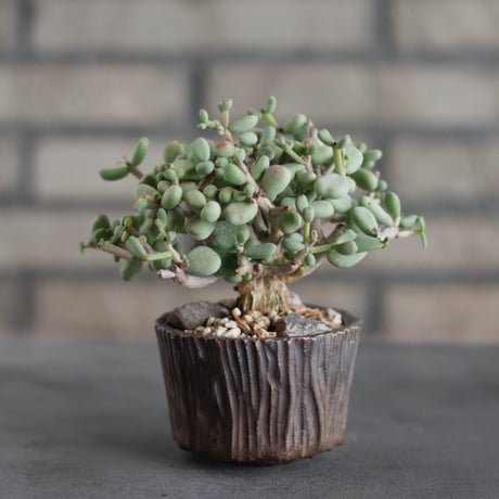 Ceraria pygmaea × takero pot (3号)  no.419/106