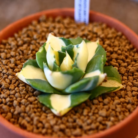 Agave potatorum × YAMABACHI    no.123160