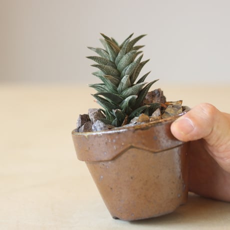 Haworthia 銀沙城錦 ×YAMABACHI var. 六本芽   no.214-23