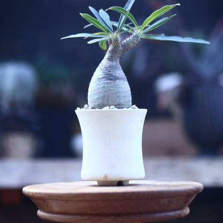 パキポディウム  グラキリス   Pachypodium  gracilius       no.22827