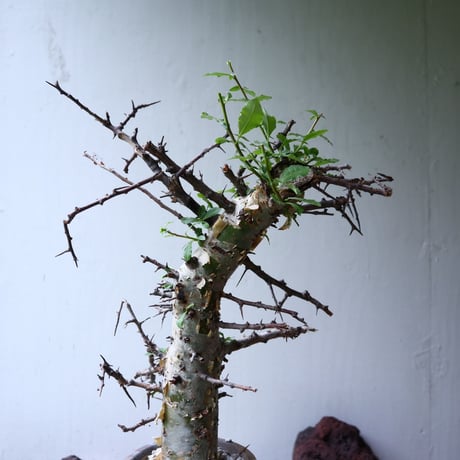 コミフォラ　エミニー　 Commiphora eminii　no.90823