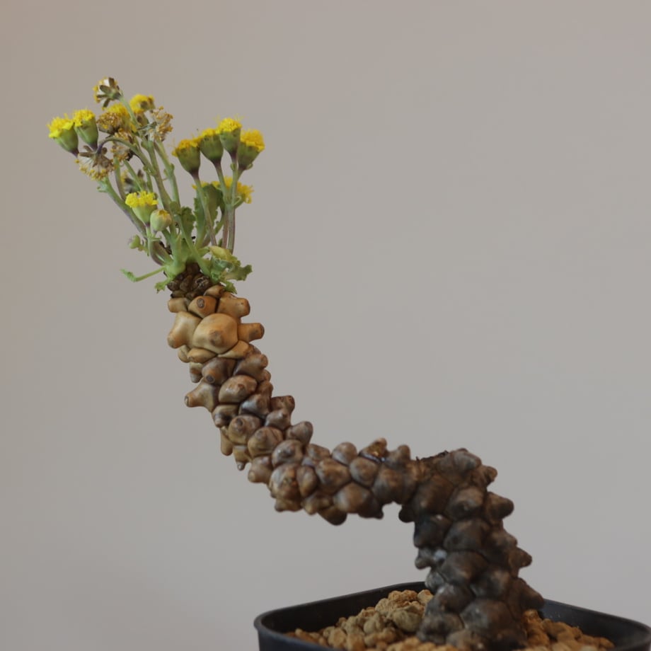 66ed9f687c149e0ea75658aa