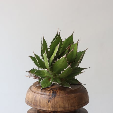 U.S. horrida (Agave horrida) / Style of Chika　no.1227-19