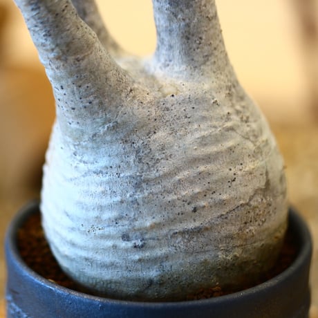N/OH × Pachypodium  gracilius    no.61836