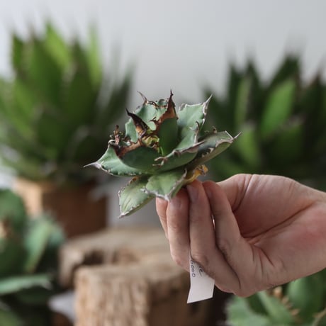 U.S. flame (Agave titanota flame) / Style of Chika　no.1206-33