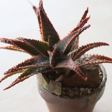 Aloe ‘Chiristmas Carol’ × YAMABACHI var.六本芽　 no.52617