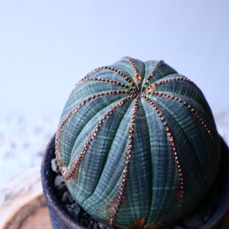 ユーフォルビア  オベサ   Euphorbia obesa   no.20311
