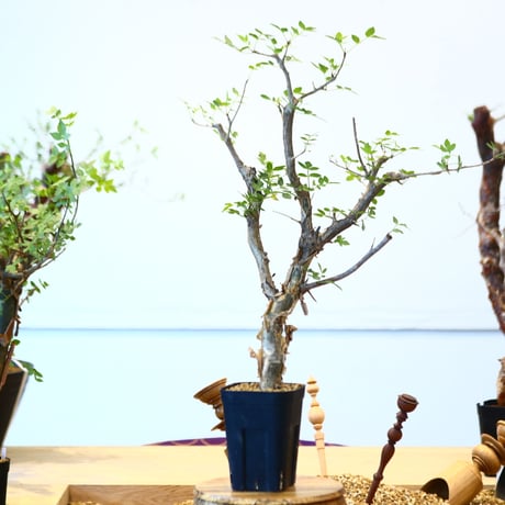 ブルセラ ファガロイデス / Bursera fagaroides   no.62515