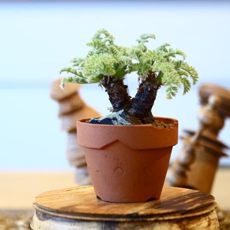 Pelargonium appendiculatum × YAMABACHI var. N/OH   no.20412