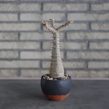 Pachypodium rosulatum ssp. cactipes × N/OH (3.5号)  no.510/16