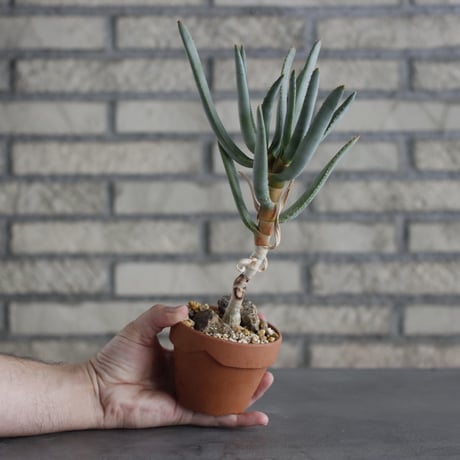 Aloe ramosissima × YAMABACHI (3号)  no.621/25
