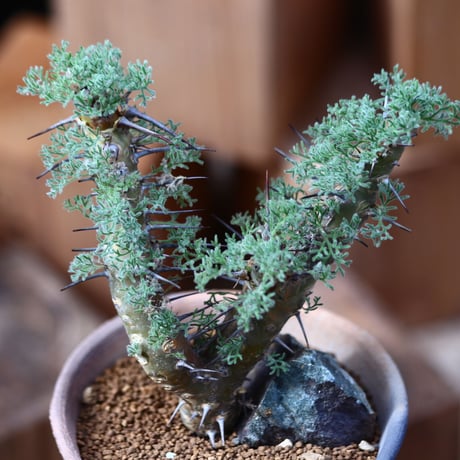 サルコカウロン  ヘレー／Sarcocaulon herrei     no.111435