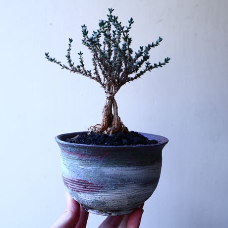 トリコディアデマ     デンスム   紫星晃    ×    Trichodiadema densum   no.11909