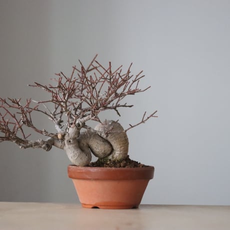 真弓 / YOSHIZAWA3-SHOHINBONSAI (4号鉢)   no.330/11