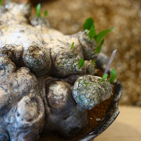 たけろうポット × Pachypodium brevicle    no.72368