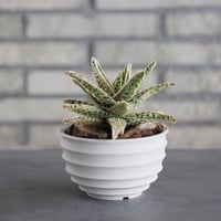 Aloe THE CORE HYBRID｀Sulfur’ × #C21 × takero pot (4号)  no.621/35