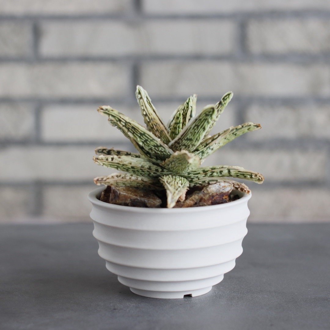 Aloe THE CORE HYBRID｀Sulfur' × #C21 × takero po