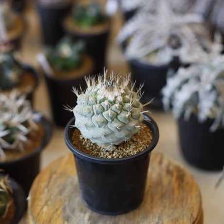 CATEGORY カクタス | 芽の巣山