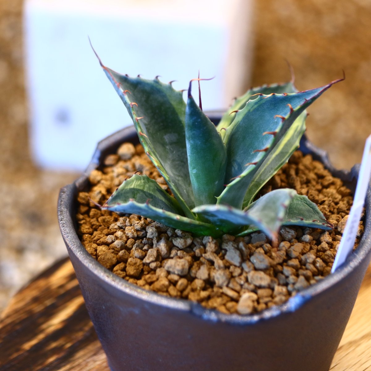 【キャス】お詫び　アガベ　パラサナ　ファイヤーボール　オマケ付き お部屋でパラサナ錦🌵😊 最近わかってきた。 ファイヤーボール