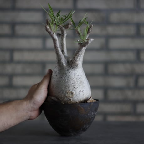 Pachypodium gracilius × takero pot (5.5号)  no.713-12