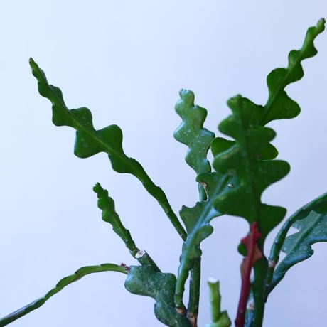 エピフィルム　アングリガー　Epiphyllum anguliger    no110812