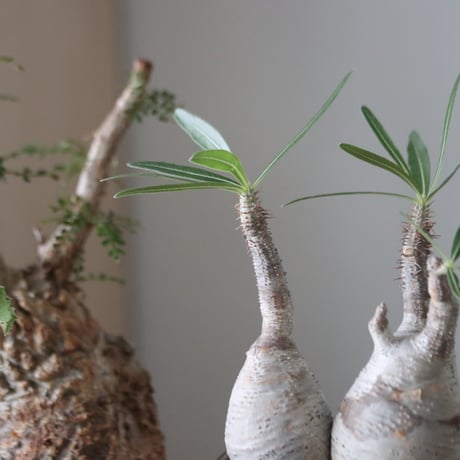 Pachypodium gracilius × N/OH    no.51229