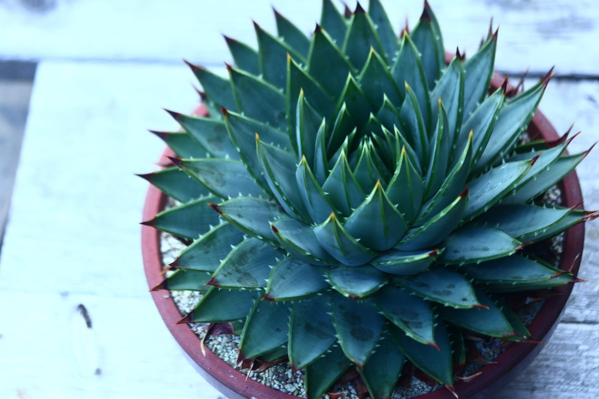 アロエ ポリフィラ Aloe polyphylla no.30101 | 芽の巣山