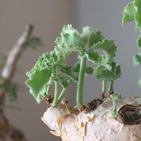 Cyphostemma uter var. macropus × Yuta Uchida   no.51234