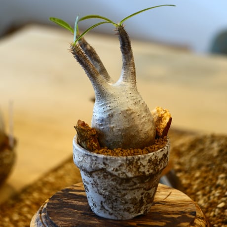 たけろうポット × Pachypodium gracilius   no.41450