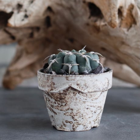 Gymnocalycium vatteri × YAMABACHI var. takero pot(3号)  no.629-15