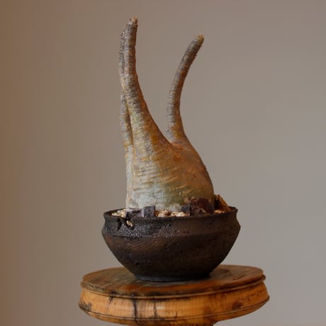 Pachypodium gracilius × takero pot (3.5号)  no.118/28