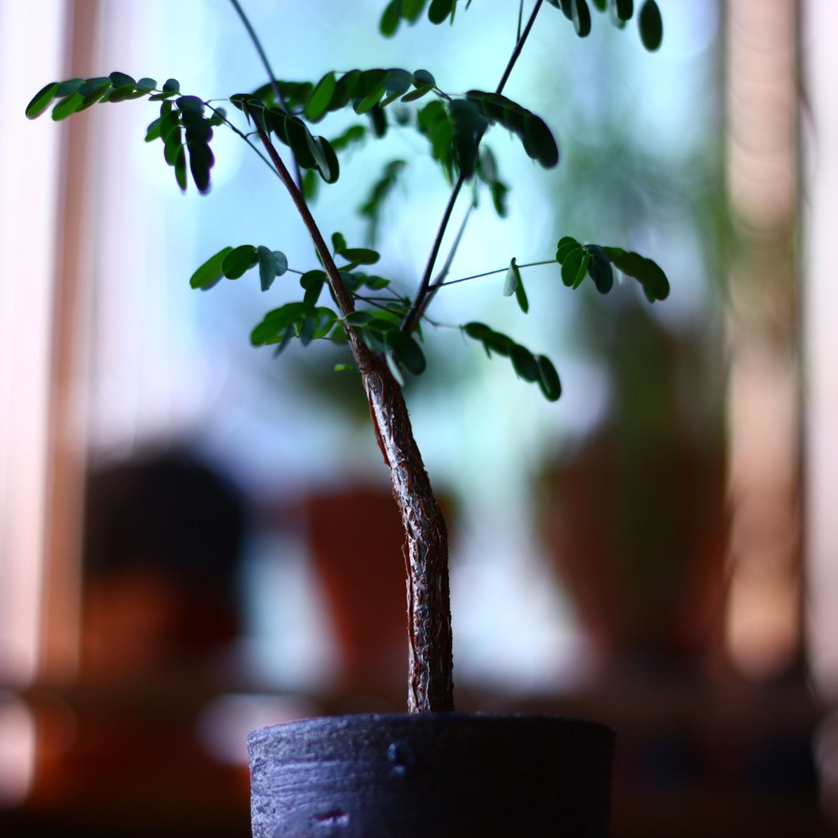 デロニクス デカリー Delonix Decaryi no.70508 | 芽の巣山