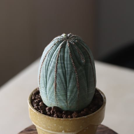 Euphorbia obesa × YAMABACHI var. Atsushi Funakushi  no.905-27