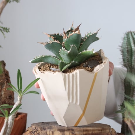 Agave titanota"FO-076"× N/OH 　no.51216