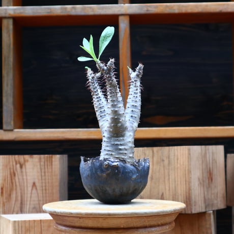 パキポディウム  マカイエンセ／Pachypodium Makayense       no.61943