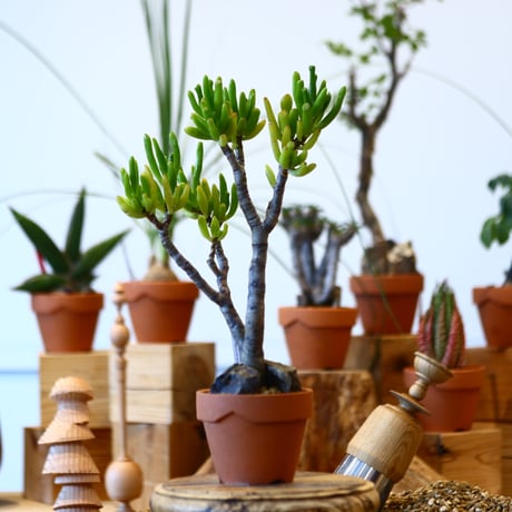 YAMABACHI × Crassula ovata 'Gollum'   no.100150