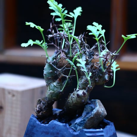 ペラルゴニウム  クリズミフォリウム／Pelargonium crithmifolium    no.10964