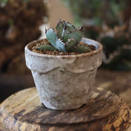 Agave titanota black&bule × YAMABACHI var. takero pot   no.81890