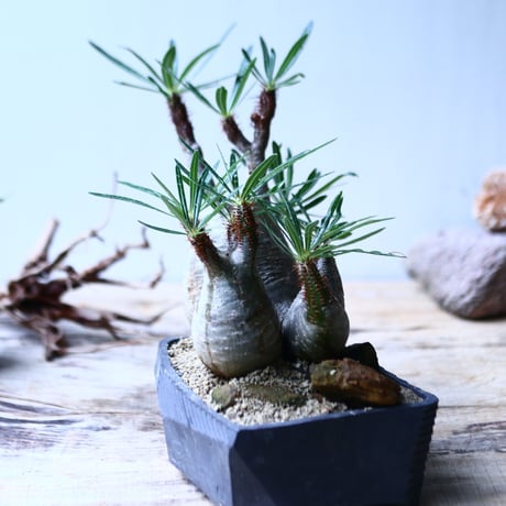 パキポディウム グラキリス　トリプルヘッド   Pachypodium rosulatum var. gracilius no.92731