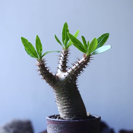 パキポディウム  マカイエンセ    Pachypodium Makayense   no.53106
