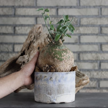 Adenia spinosa × Shin Tabata (5号)  no.629-40