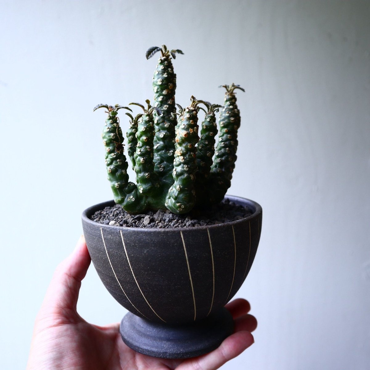 ドルステニア フォエチダ 大株　Dorstenia foetida ドルステニア フォエチダ hyb. Dorstenia foetida hyb. no.714