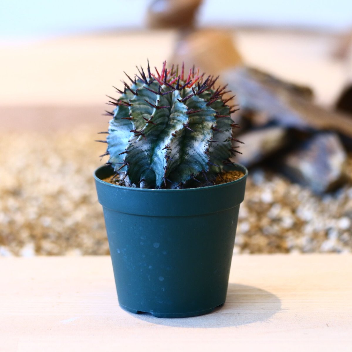 専用出品 お取り置き ユーフォルビアホリダ2株セット速達発送 専用出品 お取り置き ユーフォルビアホリダ2株セット速達発送