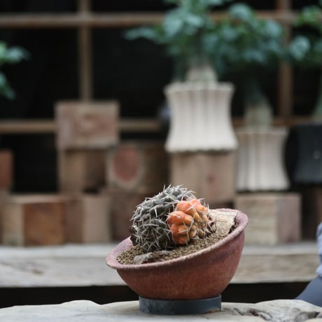 ギムノカリキウム 守殿玉錦／Gymnocalycium stellatum f. varieg.   no.101639