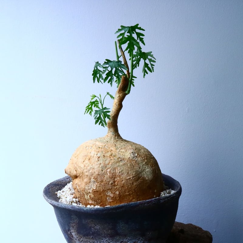 アデニア ペリエリ Adenia perrieri No.046 | 芽の巣山