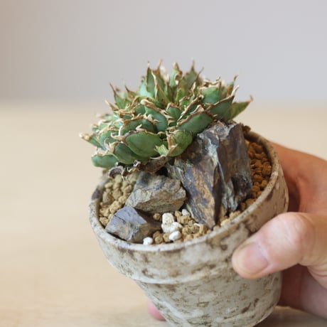 Agave titanota filigree Devil  × YAMABACHI var. 六本芽  no.221-1