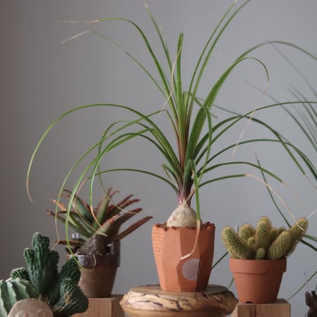 Beaucarnea recurvata × N/OH  no.51949