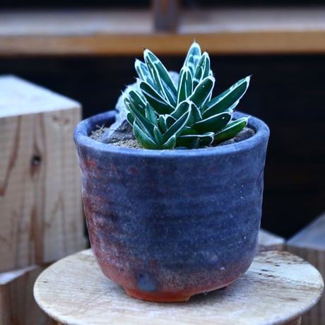 アガベ 笹の雪／Agave victoriae reginae   no.13063