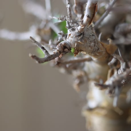 Commiphora wightii × soso   no.51239