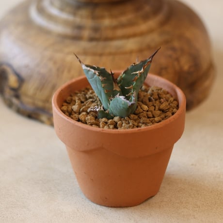 Agave titanota 姫厳竜 × YAMABACHI   no.124-36